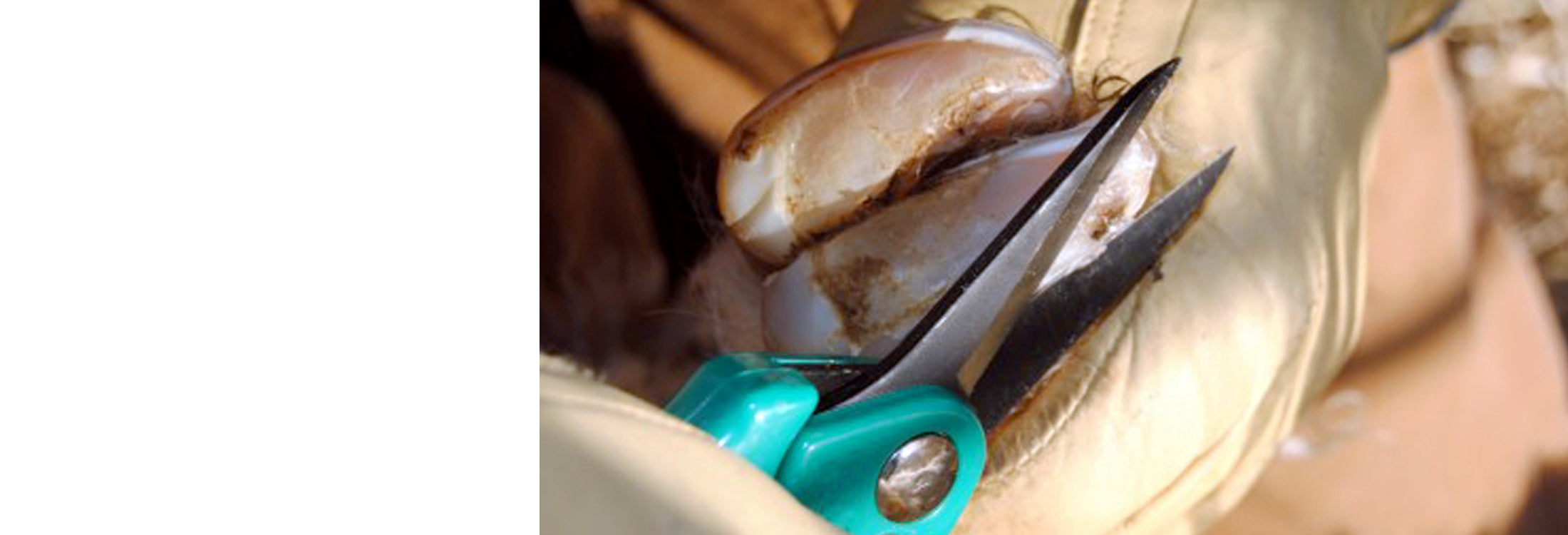 Trade Hoof Care
