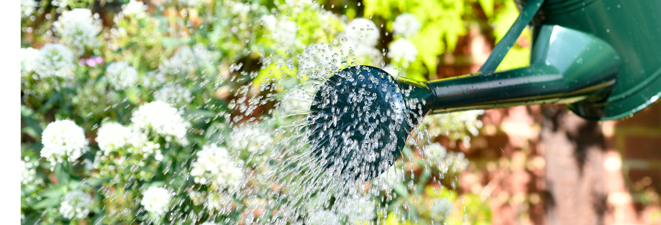 Trade Watering Cans