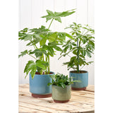 Malibu indoor pot - green, by Burgon & Ball