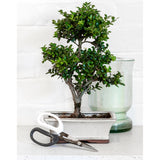 Japanese pruning scissors for bonsai, by Burgon & Ball