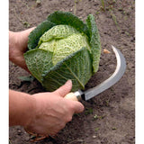 Burgon & Ball vegetable harvesting knife