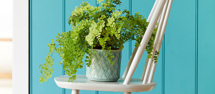 Houseplants are hot news… and Burgon & Ball is top of the pots!