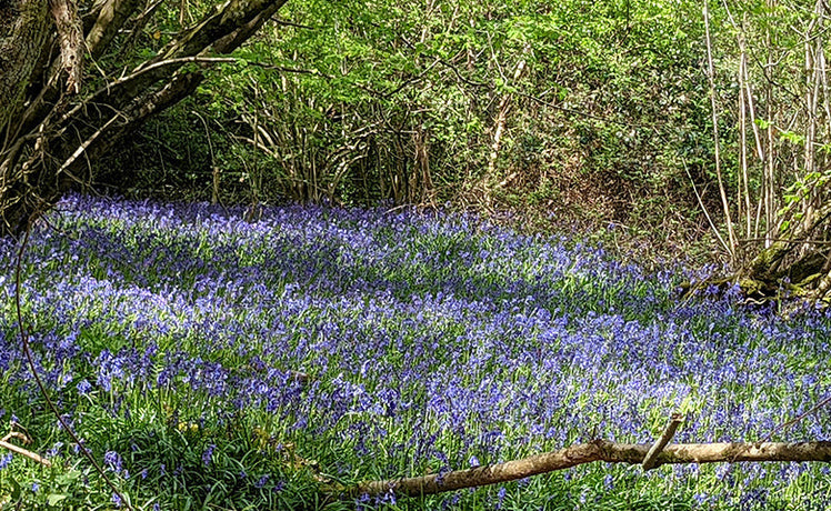 Space invaders: how Spanish bluebells are threatening Britain's beloved native wildflower