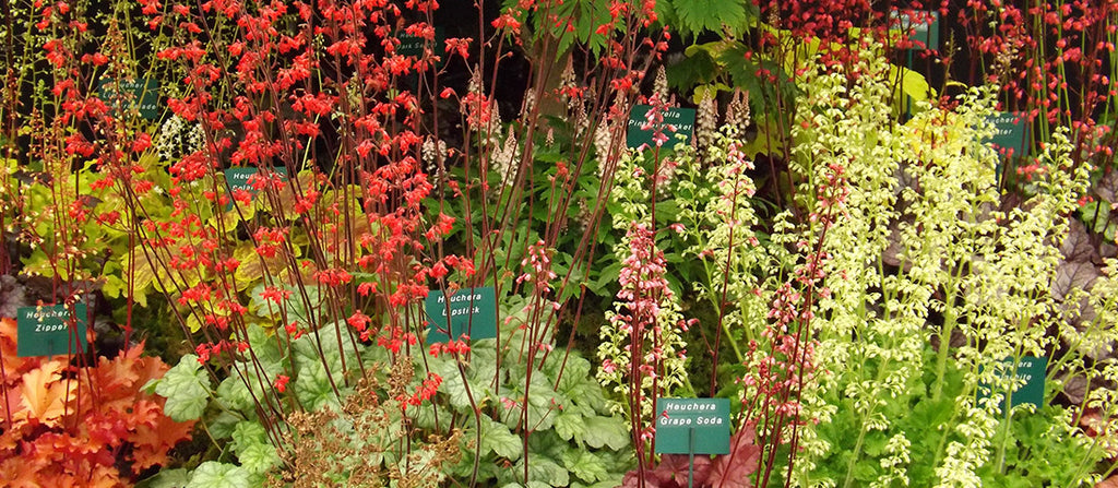 Happiness is... a heuchera! A crash course in heuchera – Burgon and Ball