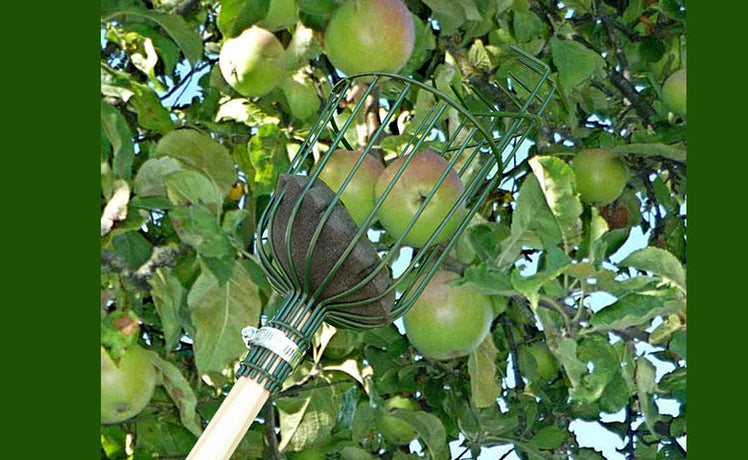 Product of the Month: July - Apple Picker