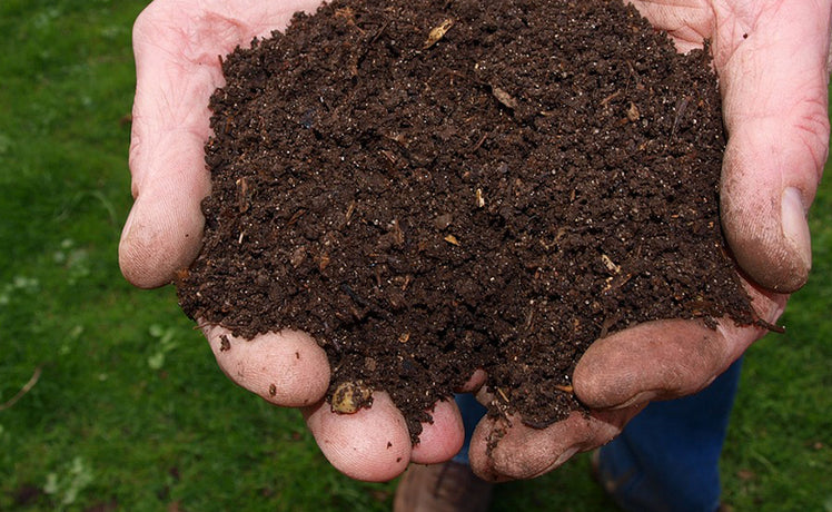Magical mulch! Why you should mulch your garden this autumn