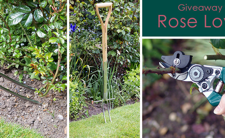 Everything’s coming up roses! A giveaway for rose-lovers