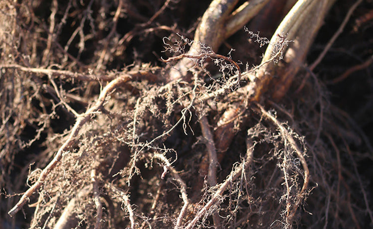 Go bare this winter: why bare-root plants are brilliant