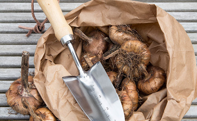 Put a spring in your step: top tips for planting spring bulbs