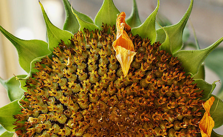 Collect seeds now for a wonderful garden next year