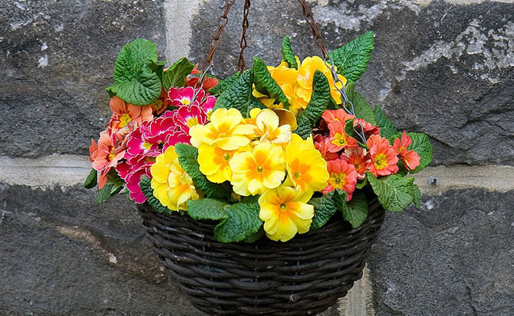 Happiness is… a hanging basket