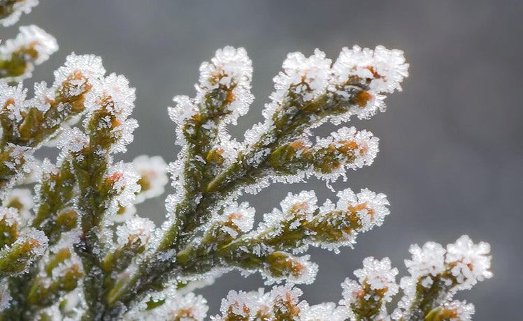 Winter is not an absence