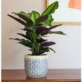 Collector Glazed Pot, Crème Geo, 16cm, by Burgon & Ball