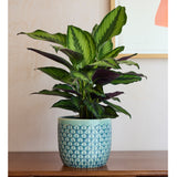 Collector Glazed Pot, Green Geo, 18cm, by Burgon & Ball