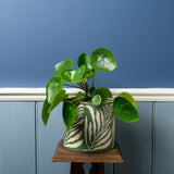 Collector Glazed Pot, Green Leaf, 16cm, by Burgon & Ball