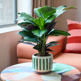 Collector Glazed Pot, Green Stripe, 13cm, by Burgon & Ball
