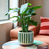 Collector Glazed Pot, Green Stripe, 18cm, by Burgon & Ball