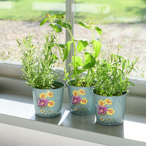 rhs plant pots Asteraceae Herb Pots