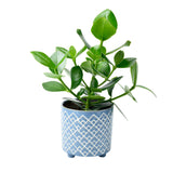 Bilbao indoor plant pot, large blue, by Burgon & Ball