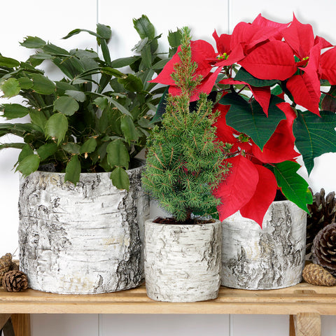 birch plant pots Silver Birch Pot