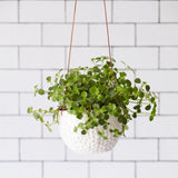 'Dot' hanging plant pot by Burgon & Ball, indoor plant pot