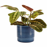 Oslo glazed indoor plant pot (small blue) by Burgon & Ball