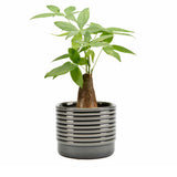 Oslo glazed indoor plant pot (large grey) by Burgon & Ball