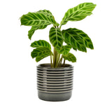 Oslo glazed indoor plant pot (small grey) by Burgon & Ball