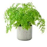 Provence indoor plant pot, large grey, by Burgon & Ball