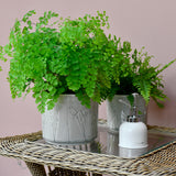 Provence indoor plant pot, large grey, by Burgon & Ball