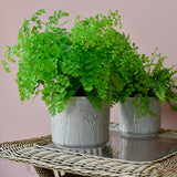 Provence indoor plant pot, large grey, by Burgon & Ball