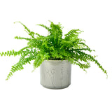 Provence indoor plant pot, small grey, by Burgon & Ball
